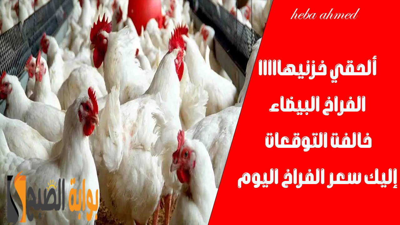 سعر الفراخ اليوم