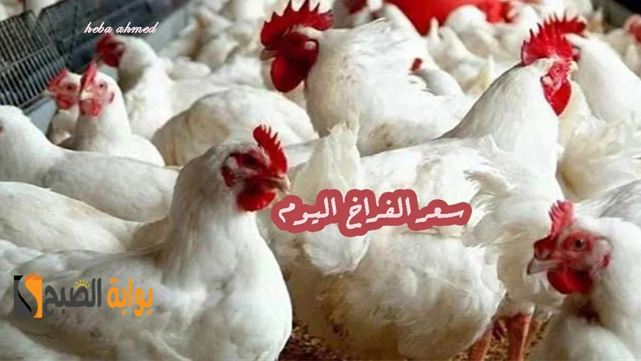 سعر الفراخ اليوم