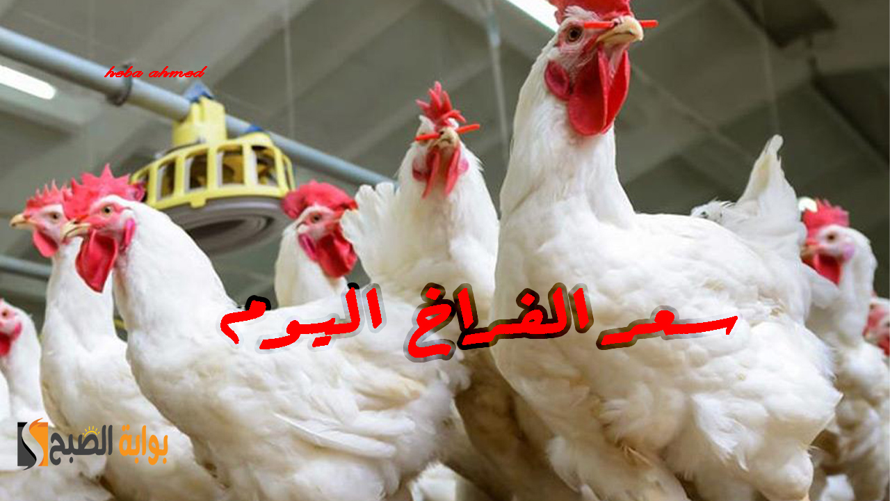 سعر الفراخ اليوم
