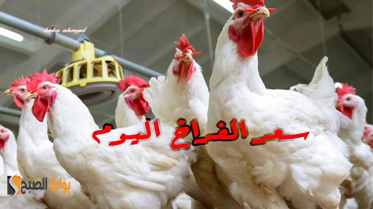 سعر الفراخ اليوم