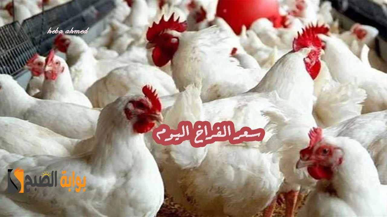 سعر الفراخ اليوم