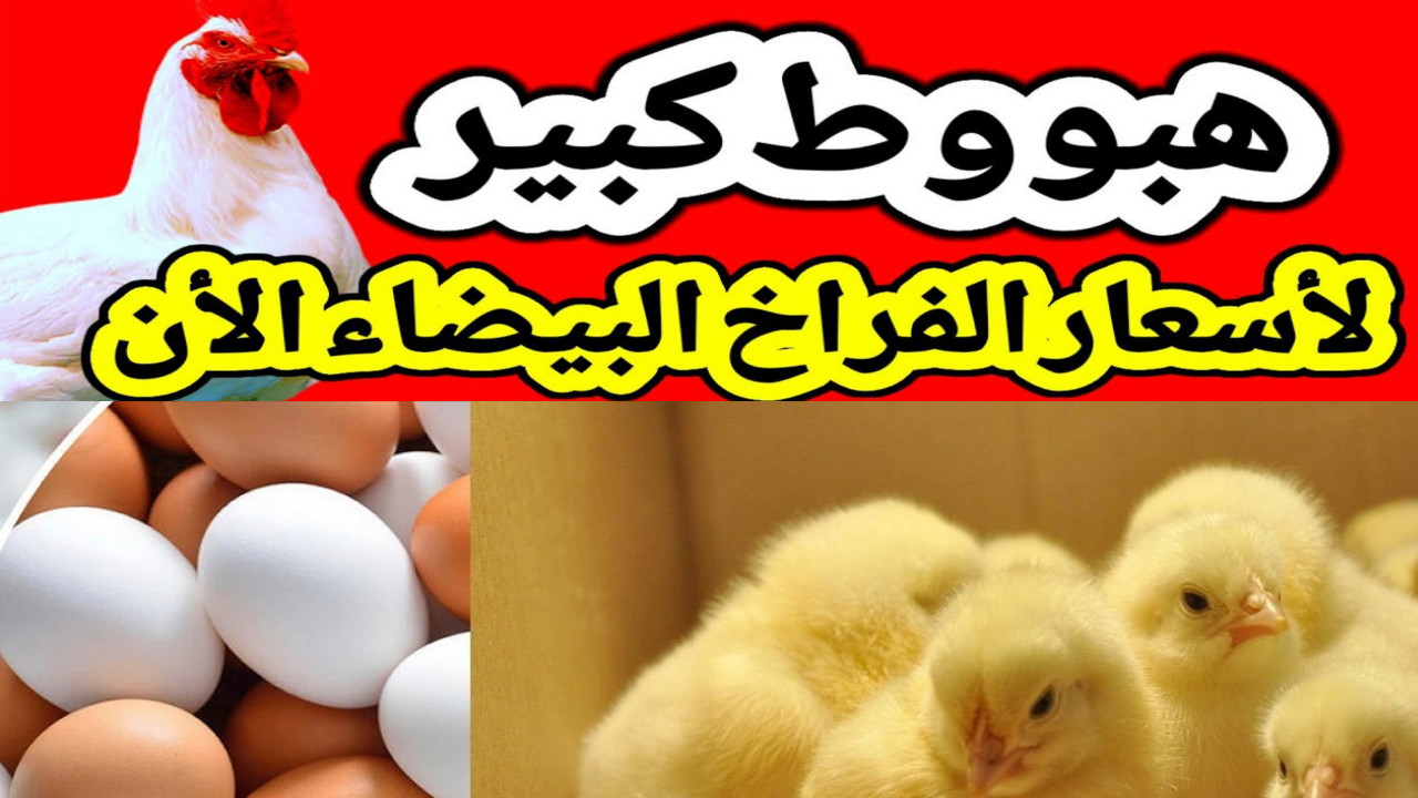 سعر الدواجن اليوم في مصر
