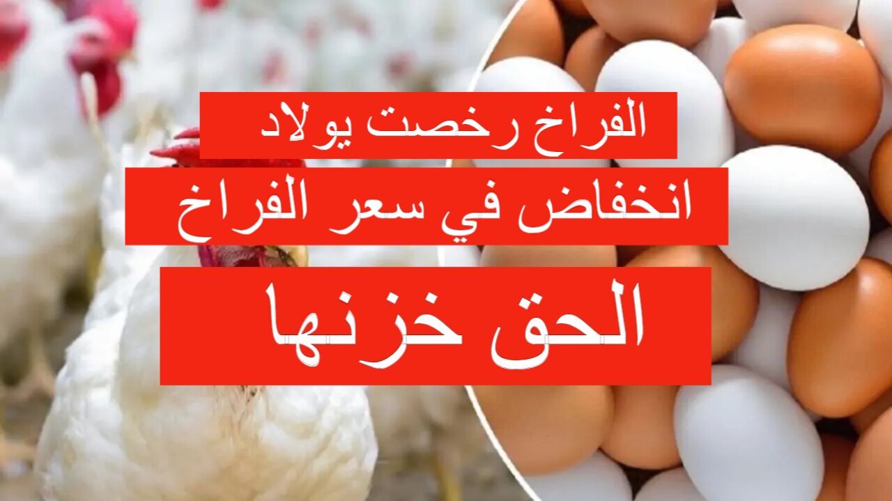 سعر الفراخ اليوم الخميس بورصة الدواجن