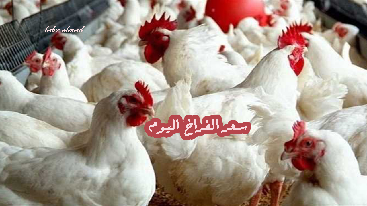 سعر الفراخ اليوم