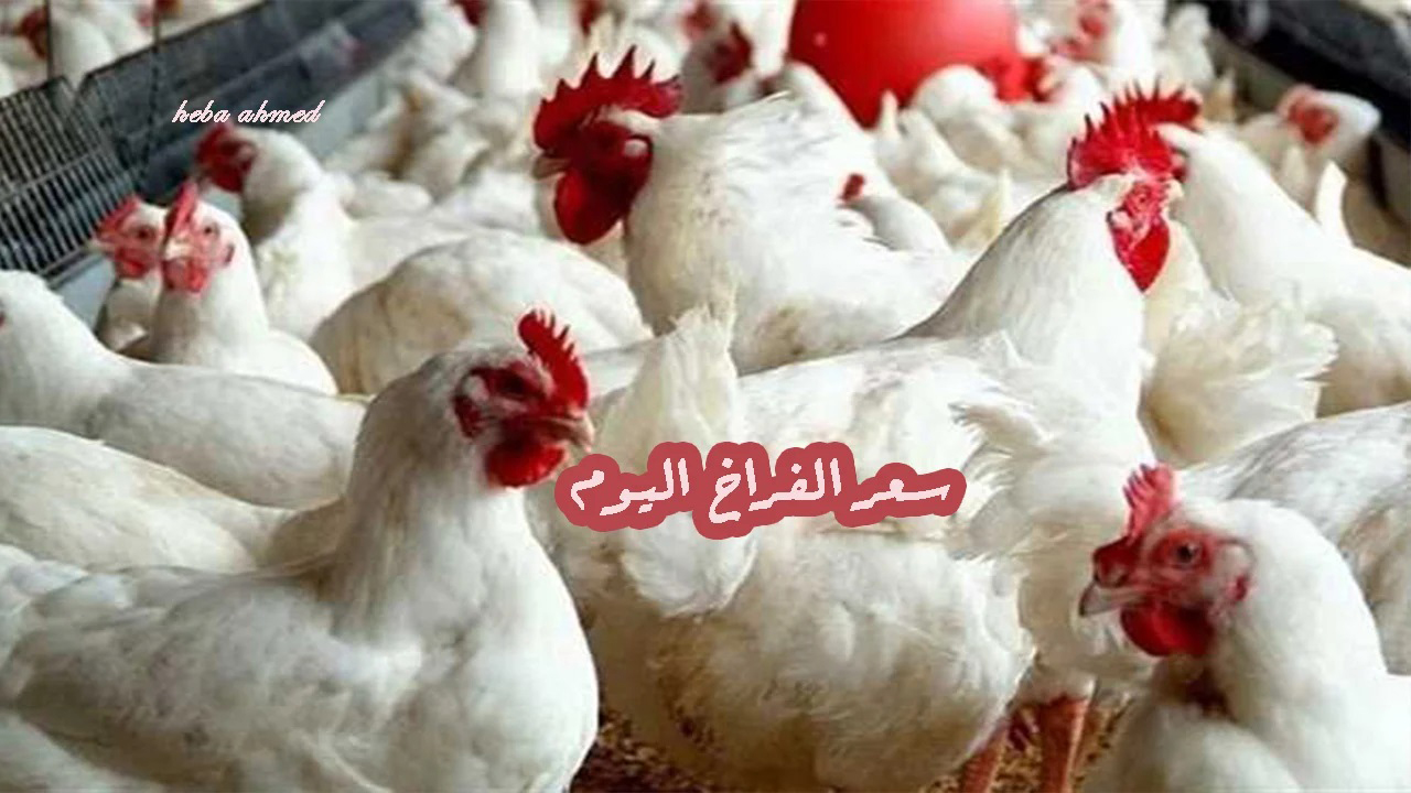 سعر الفراخ اليوم