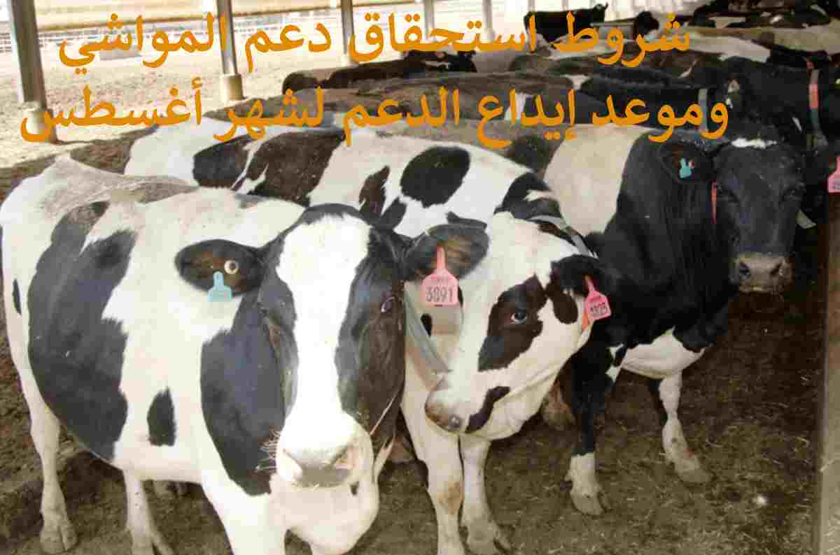 شروط استحقاق دعم المواشي