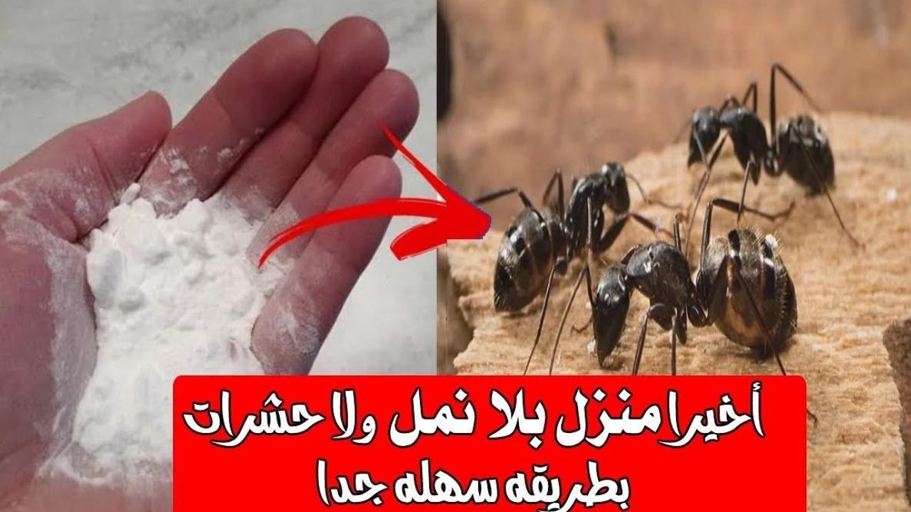 طريقة التخلص من النمل والحشرات في المنزل