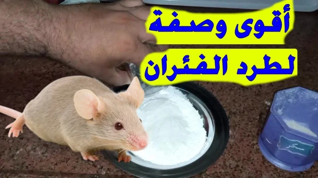 طريقة القضاء على الفئران نهائياً
