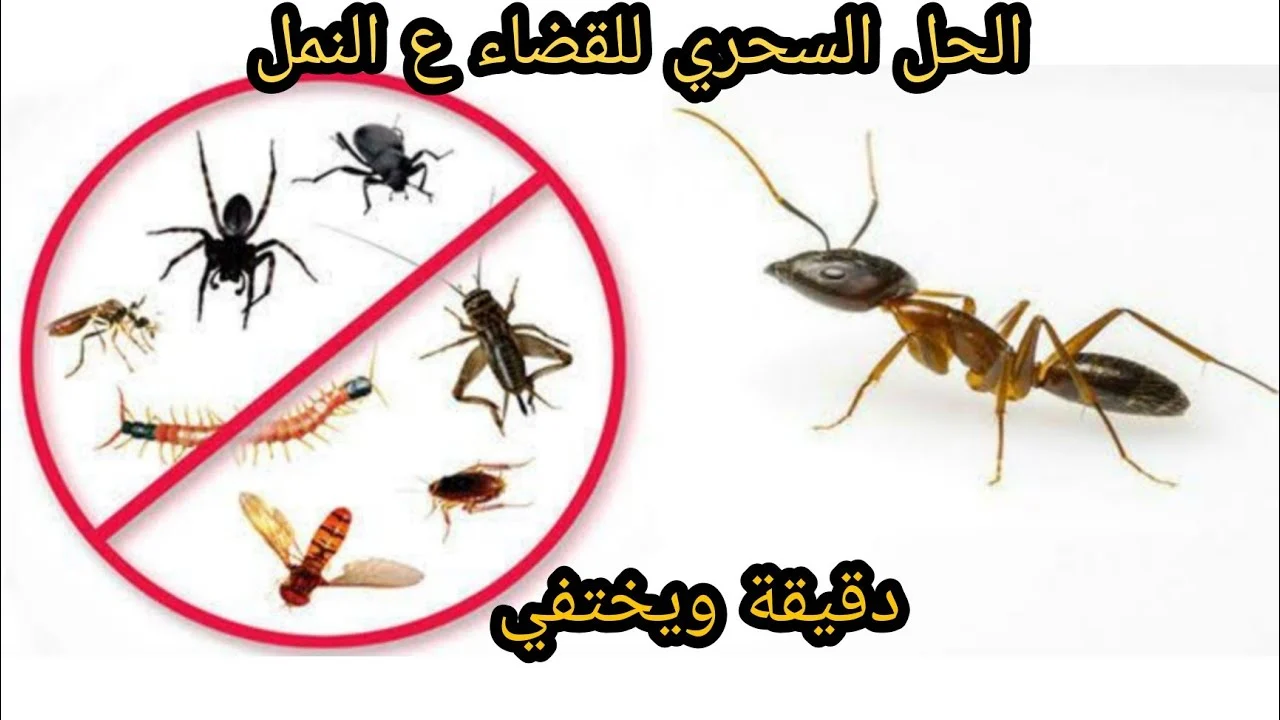 طريقة طرد النمل