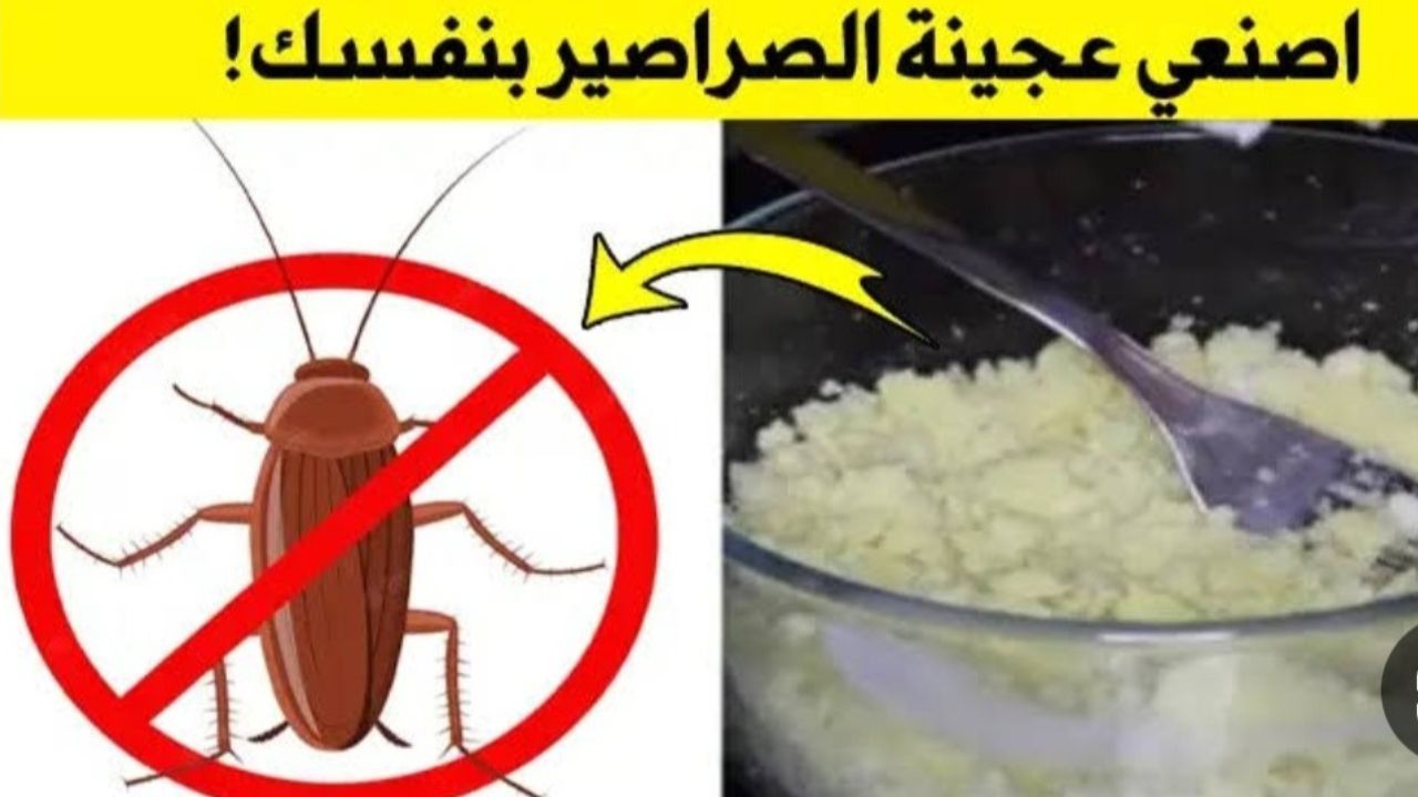 عجينة سحرية للتخلص من الصراصير