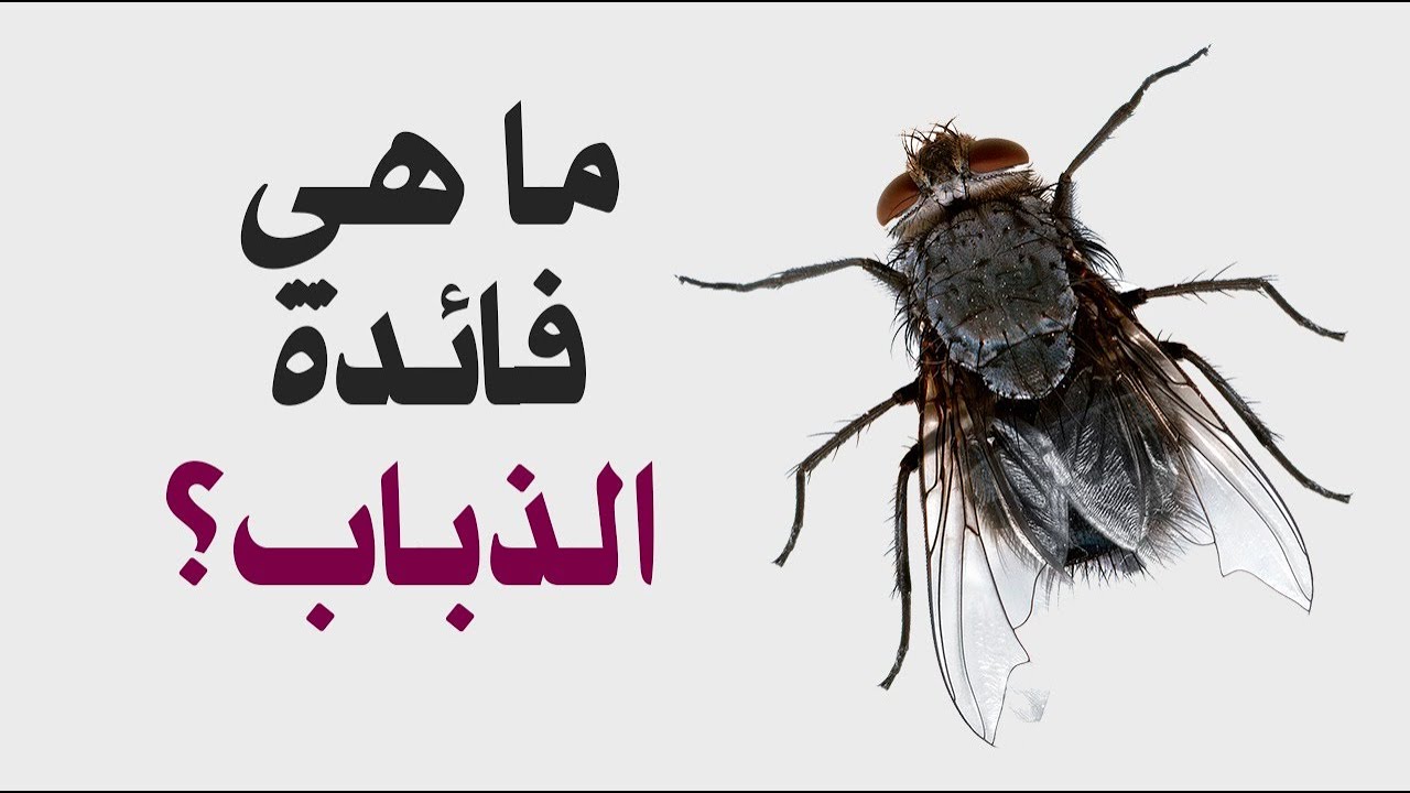 فوائد الذباب