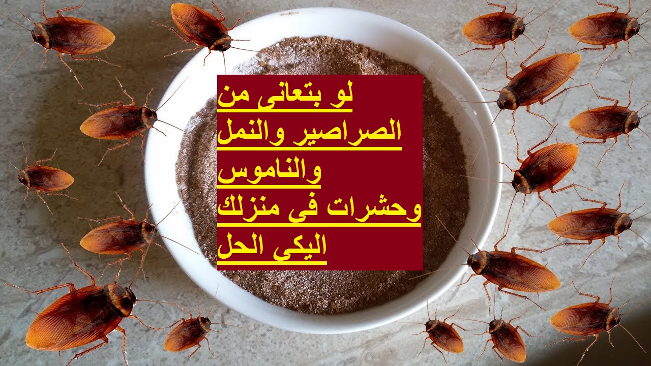 كيفية التخلص من الحشرات والصراصير والنمل