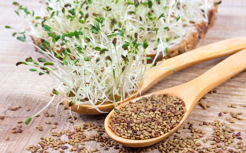 وصفة بذور البرسيم للشعر
