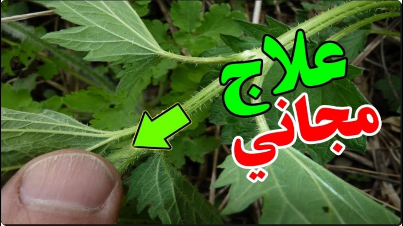 كريم القراص للبشرة
