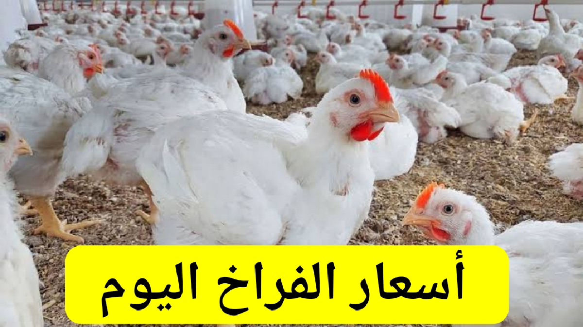 اسعار الفراخ اليوم