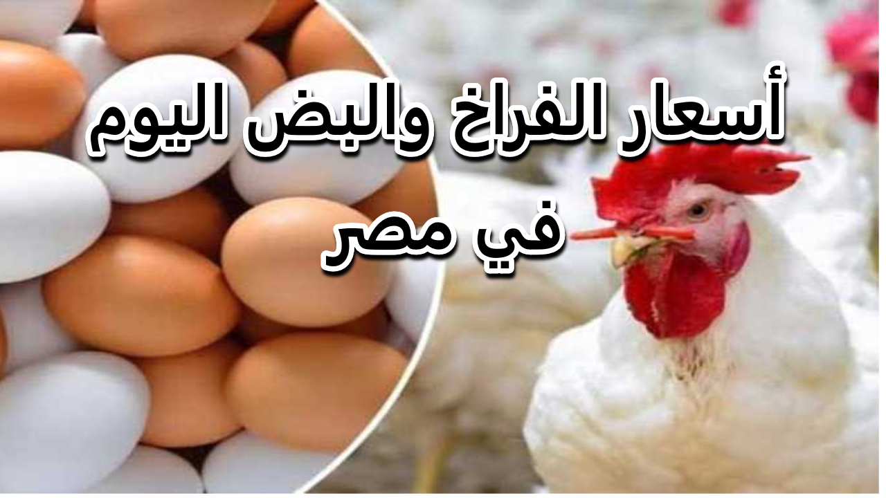 أسعار الفراخ البيضاء والبيض اليوم
