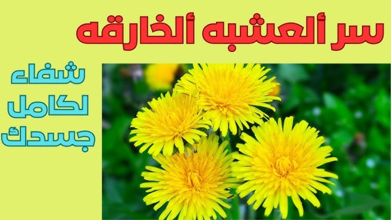 ماسك الهندباء لتكثيف الشعر