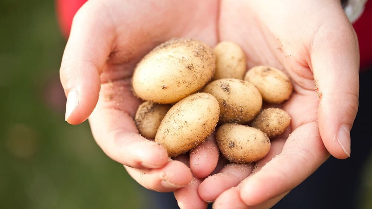 potatoes flyer 1