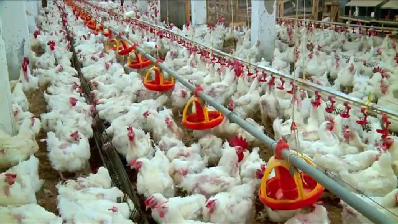 أسعار الدواجن في مصر