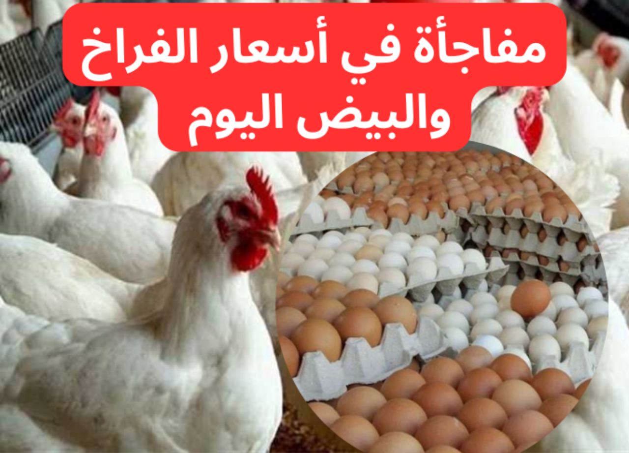 أسعار الدواجن والبيض