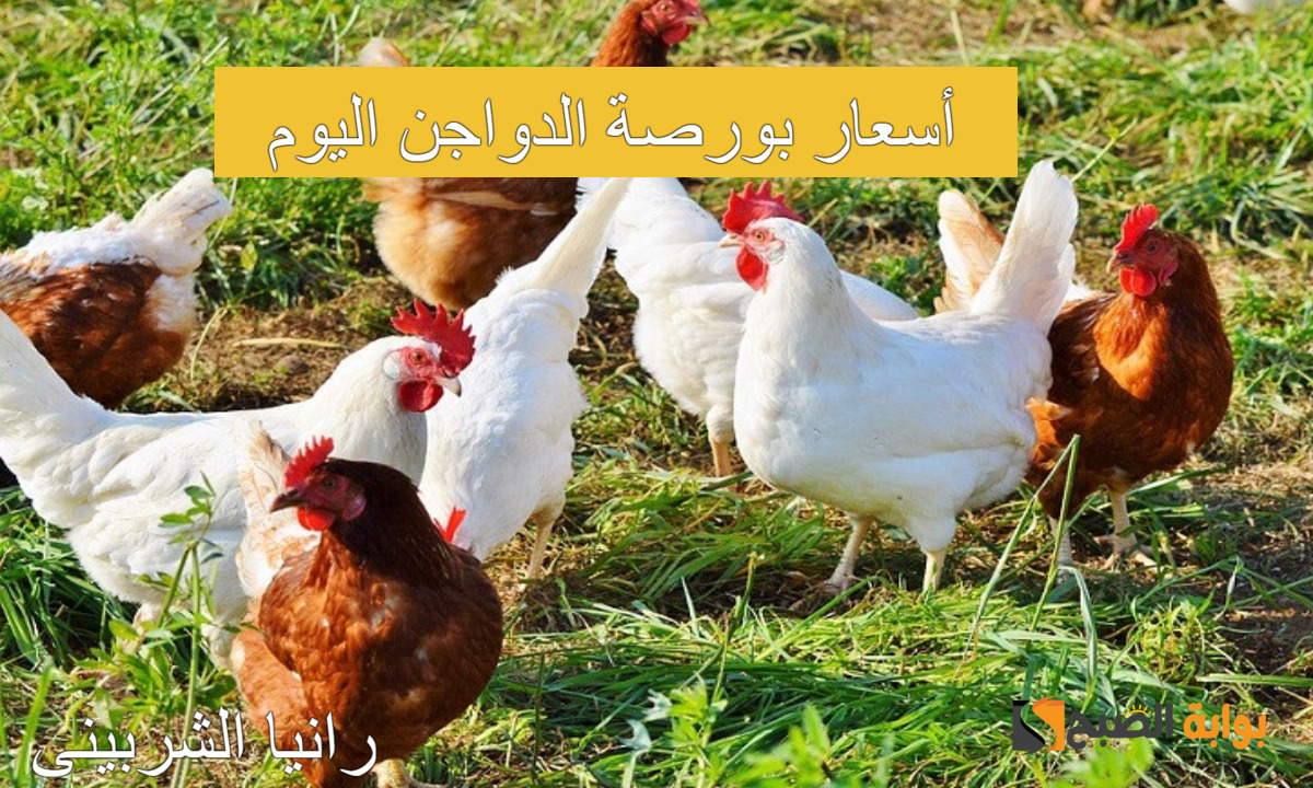 أسعار بورصة الدواجن اليوم