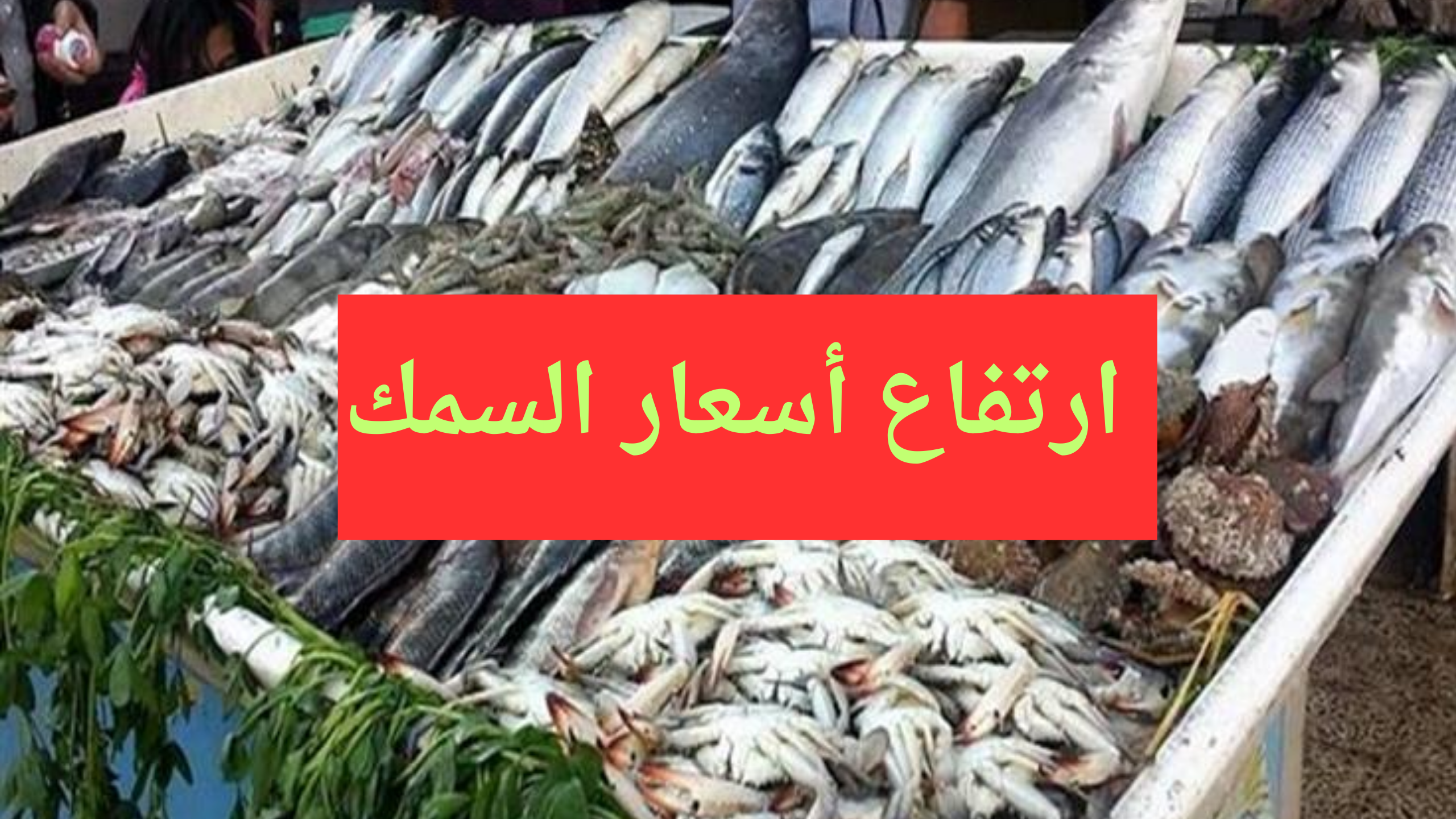 ارتفاع أسعار السمك