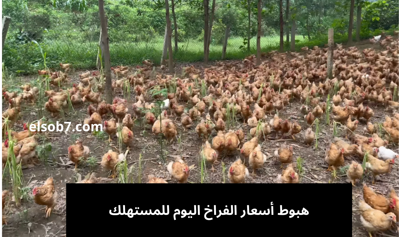 اسعار الفراخ اليوم