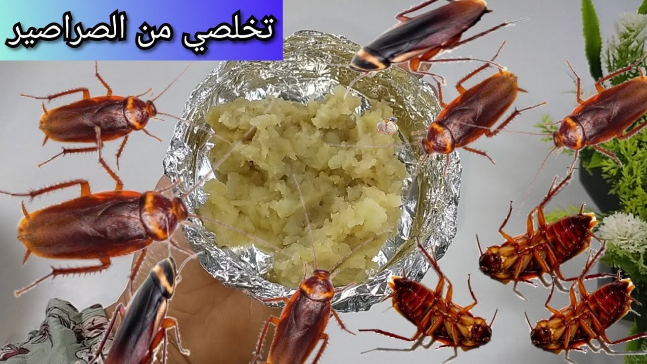 التخلص من الصراصير