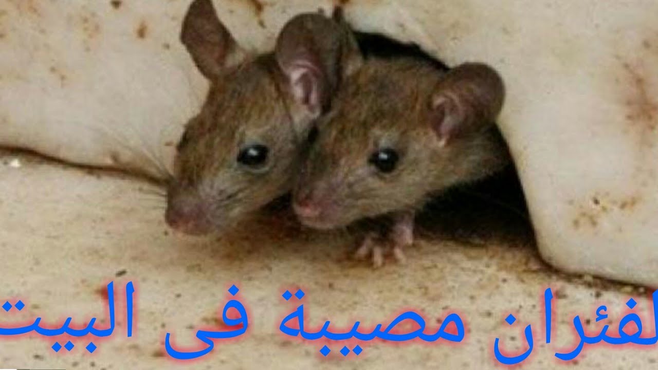 التخلص من الفئران
