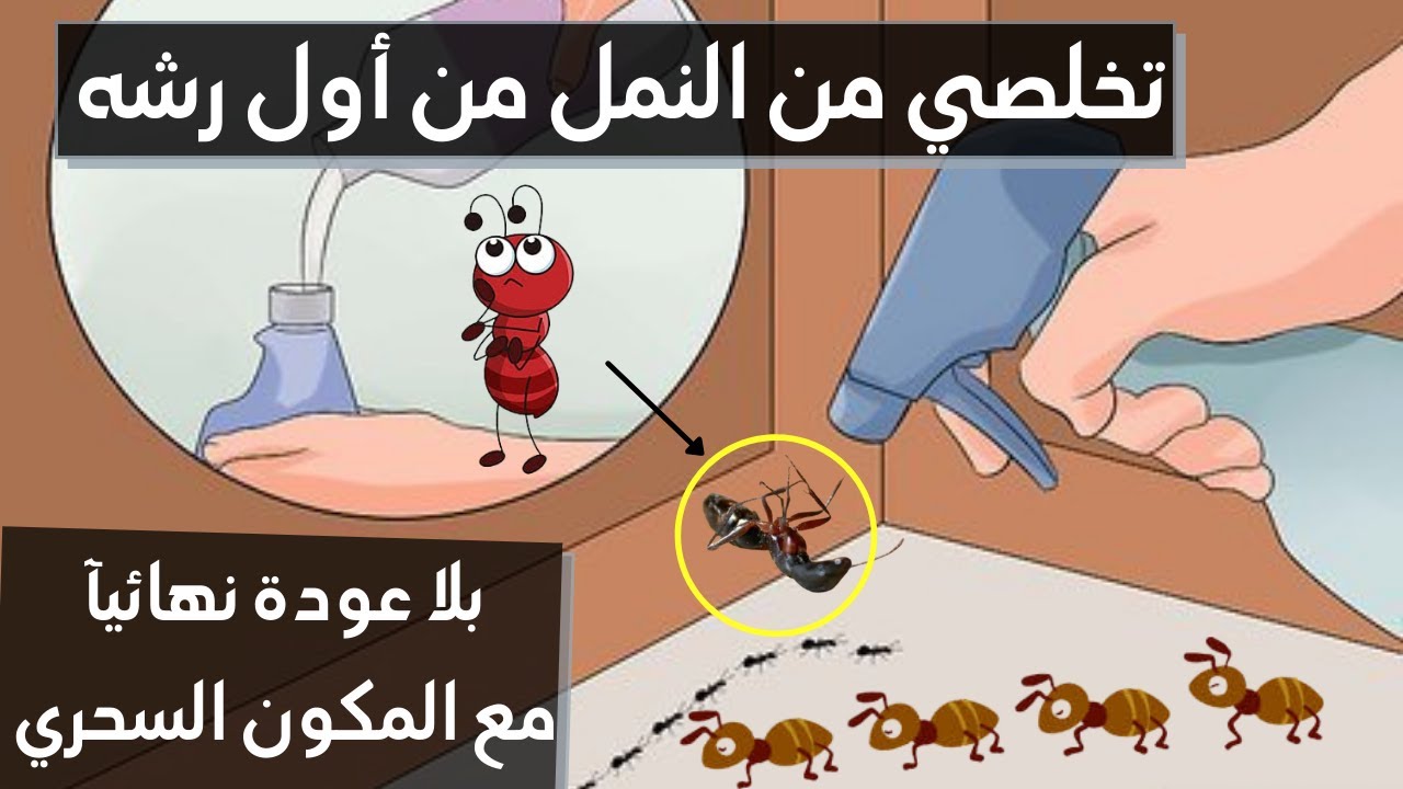 التخلص من النمل