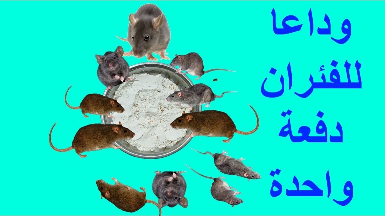القضاء على الفئران