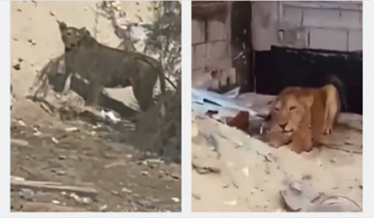 بيان هام من الأمن البيئي بشأن المحتوى المرئي لظهور أسود في مكان عام