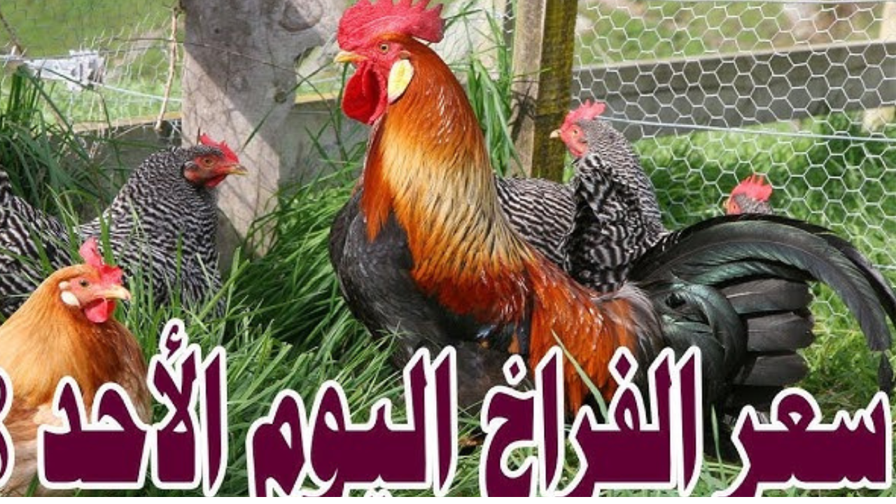 أسعار الدواجن اليوم