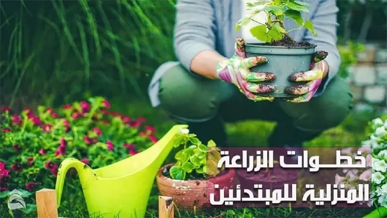 خطوات الزراعة المنزلية للمبتدئين؛ تعرف معنا على فوائدها العديدة jpg