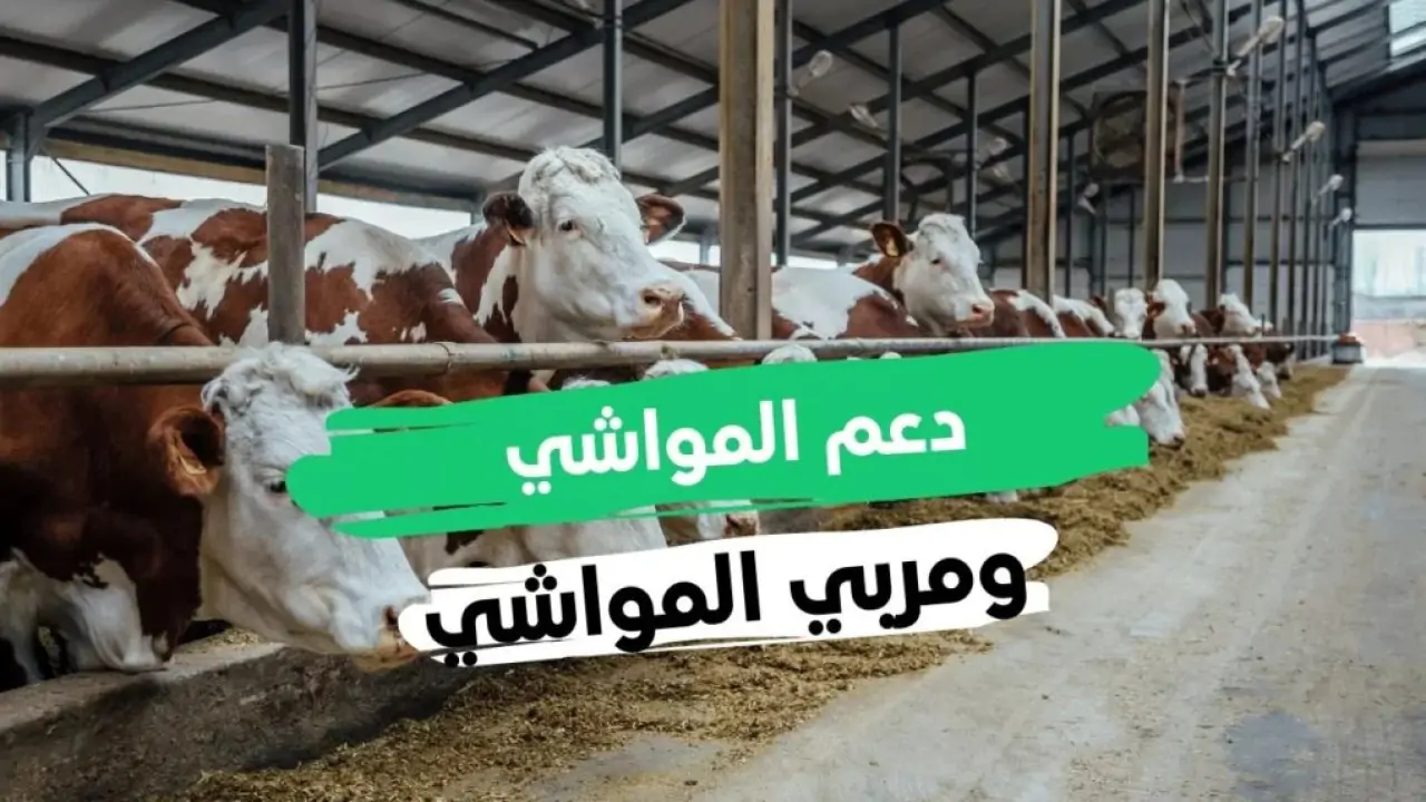 دعم المواشي