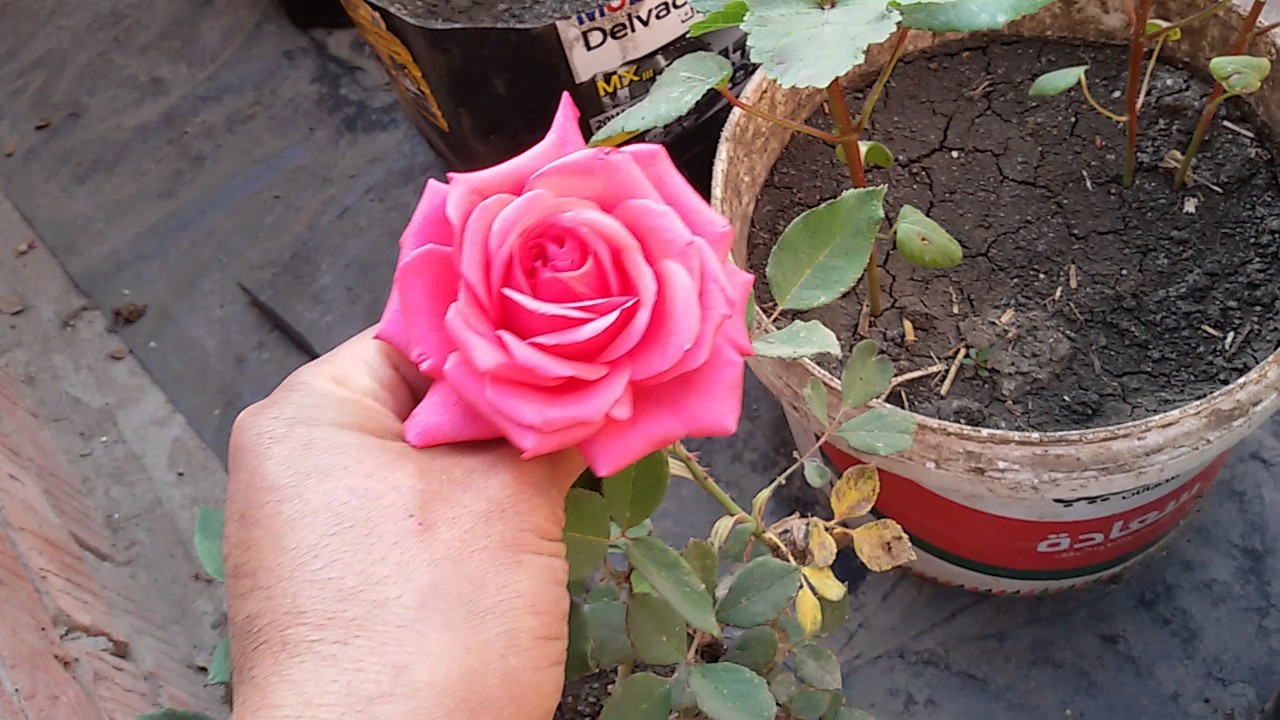 زراعة الورد