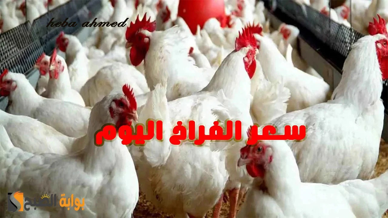 سعر الفراخ اليوم