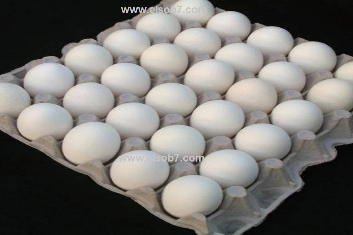 سعر كرتونة البيض اليوم