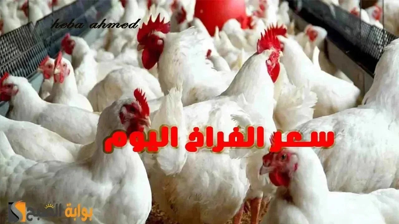 سعر الفراخ اليوم