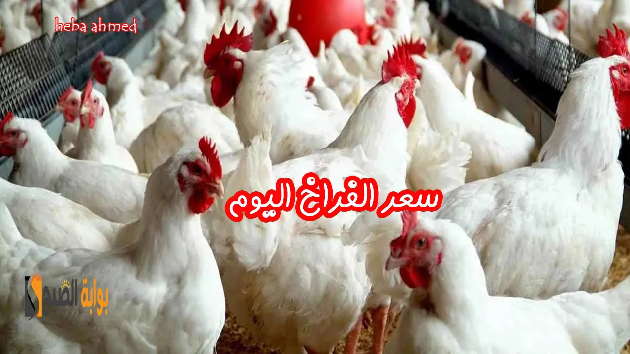 سعر الفراخ اليوم