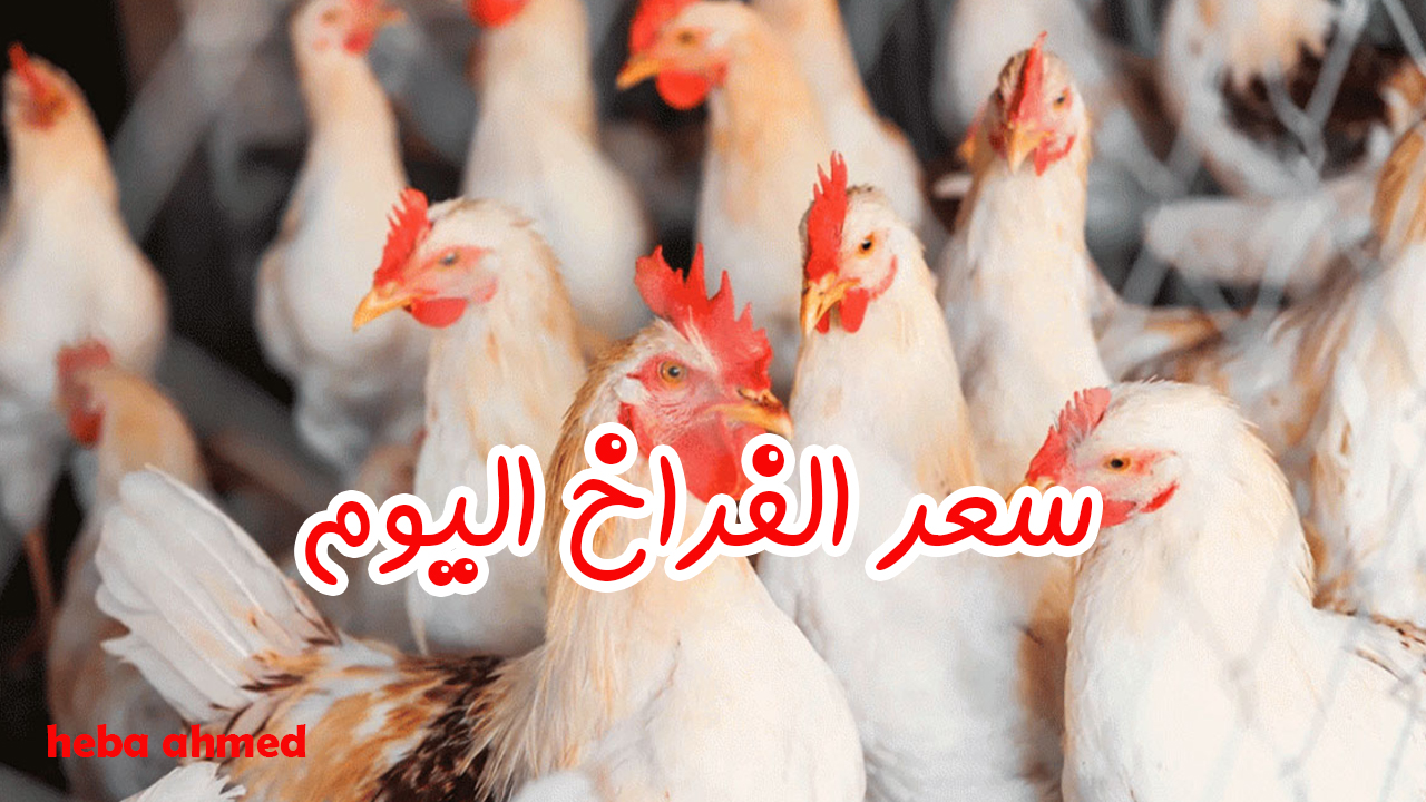 سعر الفراخ اليوم