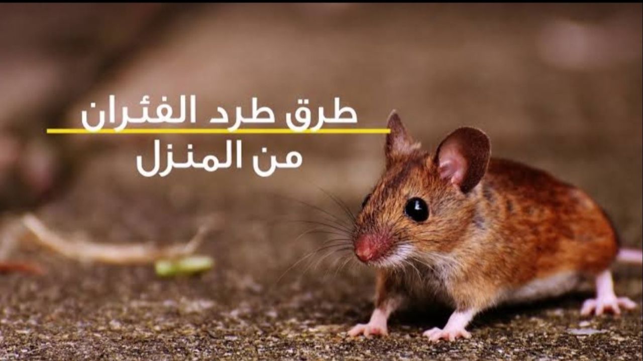 طرق التخلص من الفئران
