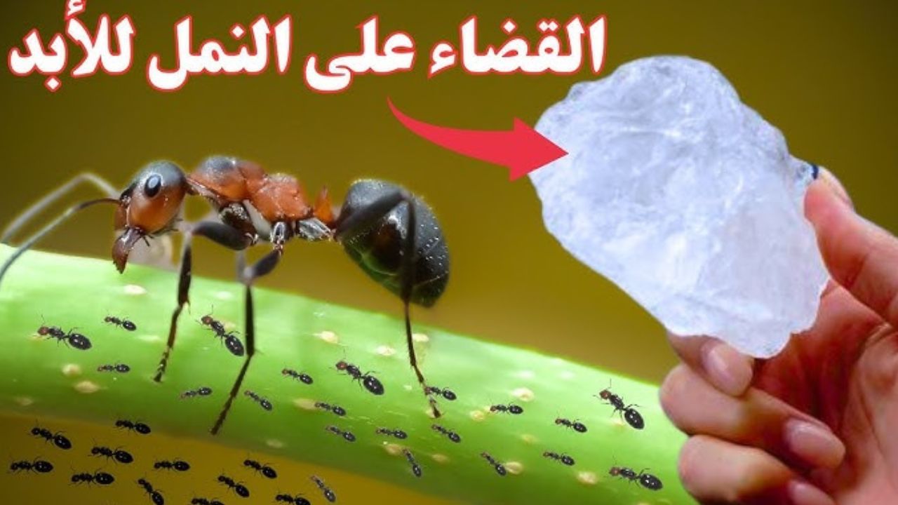 طريقة التخلص من النمل في المنزل