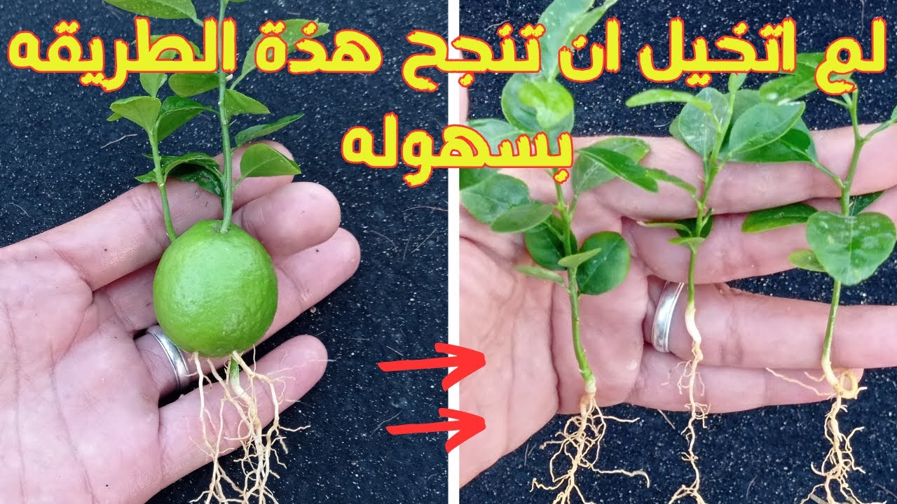 طريقة زراعة الليمون في المنزل