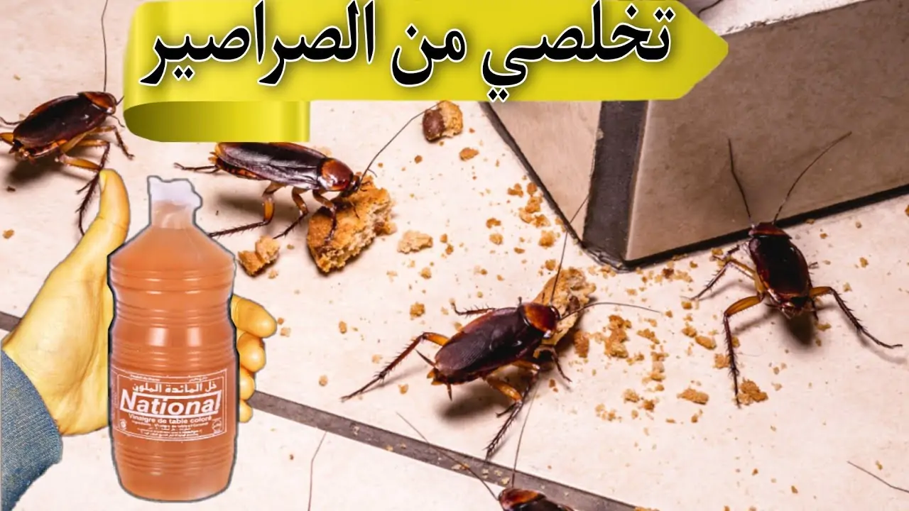 وصفة سحرية للتخلص من الصراصير