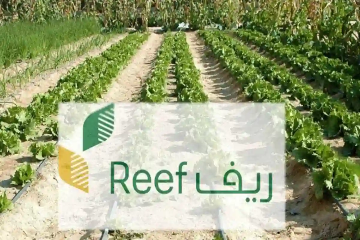متى صدور نتائج أهلية ريف 1446؟