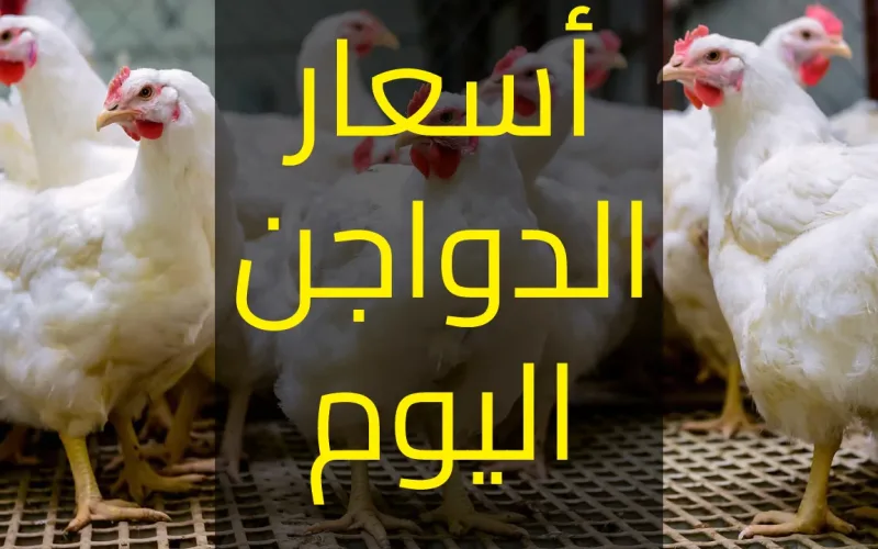 هبوط أسعار بورصة الدواجن 1 800x500 1