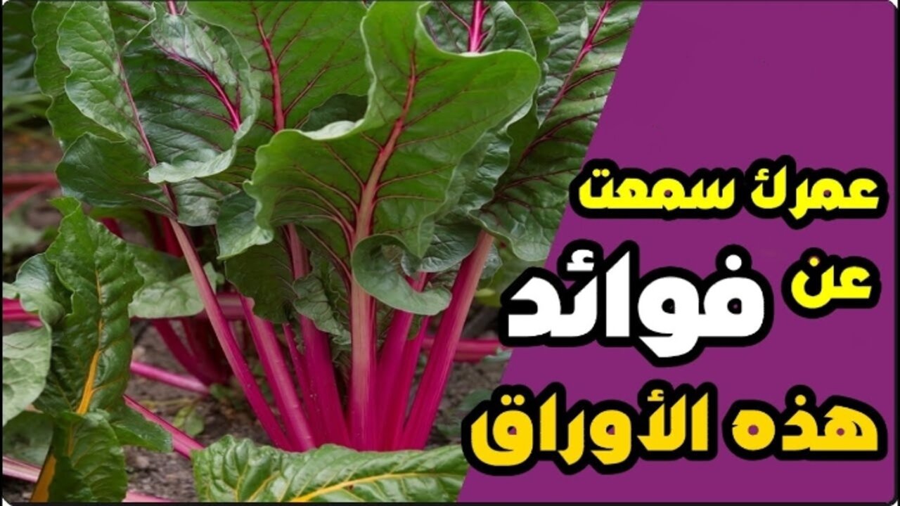 عشبة الراوند لتفتيح لون الشعر