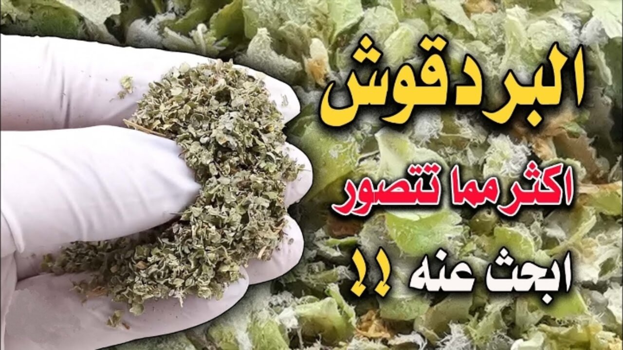 مغلي البردقوش لتكثيف الشعر