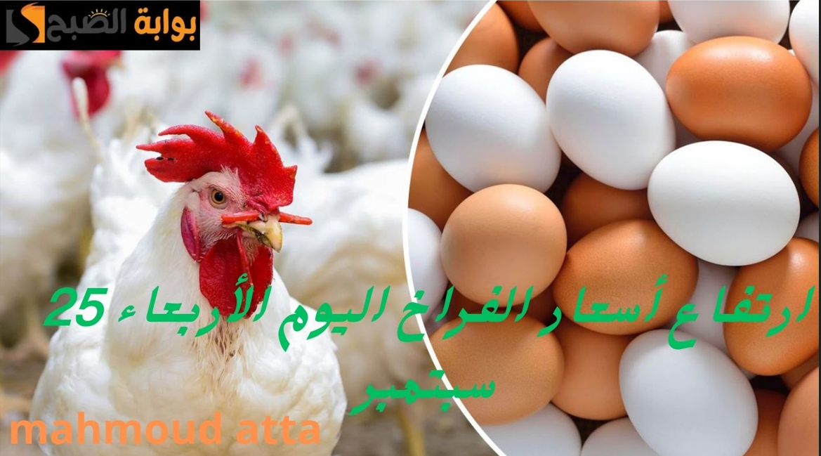 أسعار الفراخ والبيض اليوم الأربعاء 25 سبتمبر في السوق المصري
